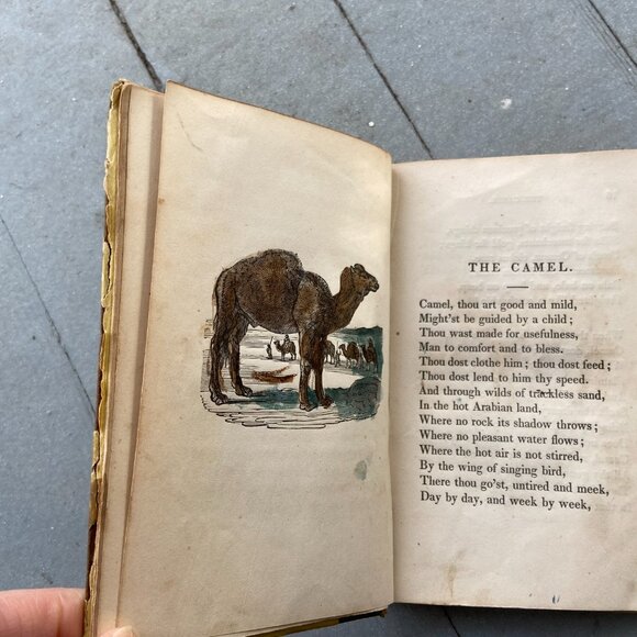 Mary Howitt, The Spider & the Fly, Antique Book, Sketches of Natural History - Picture 6 of 9